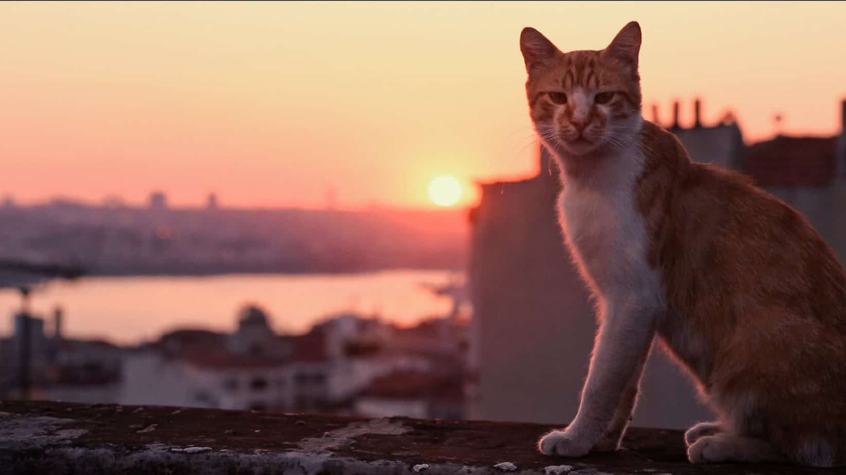 film Kedi sekretne życie kotów
