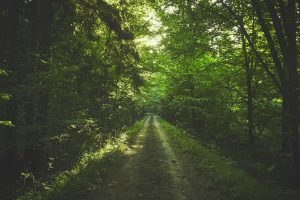 zdjęcie drogi w lesie