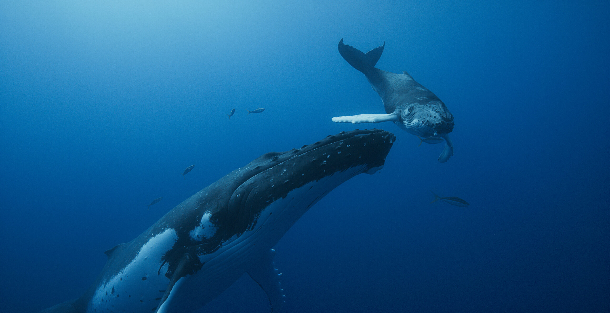 film Pieśni wielorybów