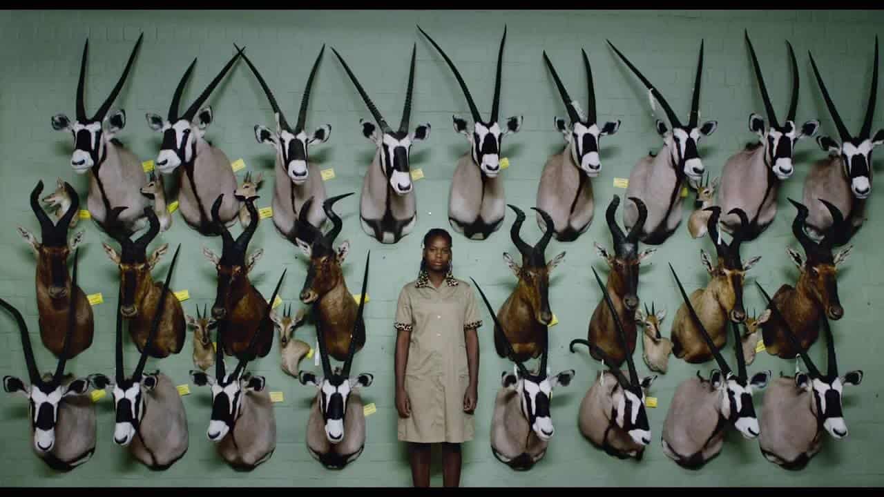 Horyzonty kina: Safari
